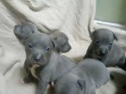 Our beautiful blue staffordshire bull terrier puppies at 6 weeks old. Wanted Blue Staffy Pup In Luton On Freeads Classifieds Staffordshire Bull Terriers Classifieds