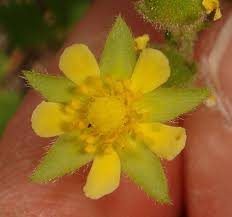 Image result for Platylepis glandulosa