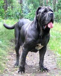 Dogs Breeds Need Some Dog Advice Read This Article Read More At The Image Link Dogsbreeds Mastiff Dog Breeds Mastiff Breeds Dog Breeds