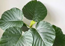 Image result for Ficus tremula