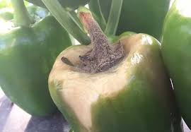 The area beneath the gray coloring will develop a mushy texture. Guard Your Vegetable Crops Against Gray Mold Growing Produce