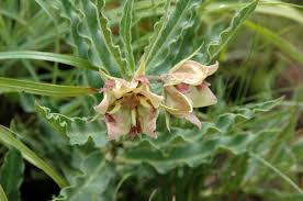 Image result for Pachycarpus concolor