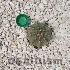 Superfly bonsai's usa sourced pumice pumice is commonly used in bonsai as soil for many different types of trees. 1kg Pumice Stone For Cactus Succulent And Bonsai Soil Mix 3 6mm Lava Rock Plant Pot Or Any Other Material Not Included Buy Online At Best Prices In Pakistan Daraz Pk