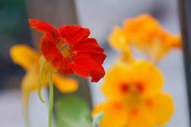 We did not find results for: The Best Edible Flowers To Grow And Eat Houzz Au