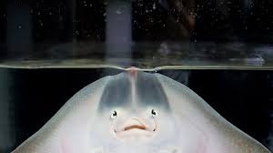 Image result for Stingray