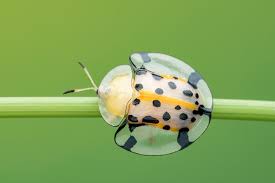 大黑星龜金花蟲aspidomorpha miliaris fabricius 1775 macro photography photography macro
