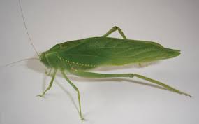 Image result for Crepidorhopalon schweinfurthii