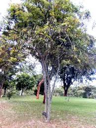 Image result for Millettia stuhlmannii