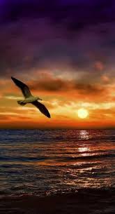 En Cualquier Direccion Que Vayas Vamos Con Todo El Corazon Sea Gull Flying Beautiful Sunset Nature Photography Beautiful Landscapes