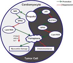 Image result for Ptycholobium contortum