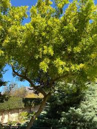 Image result for Nuxia congesta