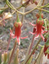 Image result for Cotyledon barbeyi