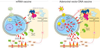 3 two clinical studies assessed the safety, tolerability, and immunogenicity of ascending dose levels of bnt162 modrna vaccine candidates * mulligan, m.j. Omgqcpmpsert8m