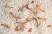 Tiny Pantry Pests