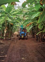 Farm Fresh Kahuku Farms On Oahu Kahuku Farms Oahu Kahuku Hawaii