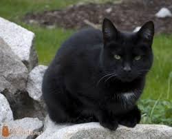 January 21 | see comments. Cat Hairball Blockage Symptoms And What To Do About It Cathabits