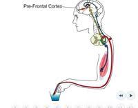 Reflex Arc Nervous System Response To Stimulusthis Animation Can Be Navigated Through A Series Of Steps Science Learning Centers Life Science Learning Centers