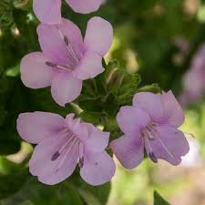 Image result for Barleria setosa
