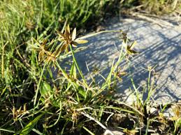 Image result for Pycreus flavescens