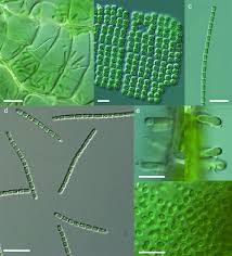 Image result for Neoschumannia