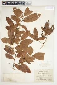 Image result for isolona lebrunii