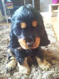 Black And Tan American Cocker Spaniel Baby Cocker Spaniel Black And Tan Englischer Cocker Spaniel Cockerspaniel Spaniel