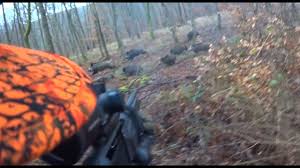 Check spelling or type a new query. Video De Chasse En Battue Une Compagnie De Sanglier A 10 Metres Chassons Com