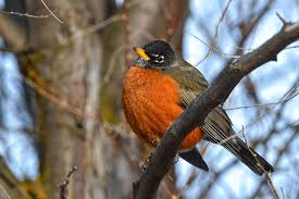 When Is A Bird A Birb An Extremely Important Guide Audubon