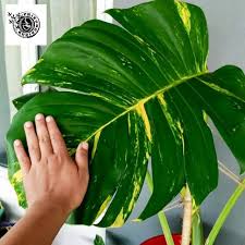 Tanaman Hias Philodendron Monstera Epipremnum Aureum Sirih Gading Kuning Jumbo Shopee Indonesia