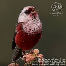 Singing Pink Headed Warbler Seen During A Cayaya Birding Tour In Guatemala World Birds Birds Horse Pictures