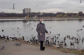 While using reflective tape is a great and cheap method to keep geese away from your pond. Geese May Not Inspire You But They Certainly Take Your Mind Off The Virus The New York Times