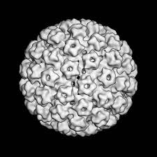 papilloma virus dna (hpv) in leukoplakial and cancerous alterations of the oral mucosa. Hpv Antikorpertest Als Fruhwarnsystem Fur Krebs Im Mund Rachen Raum