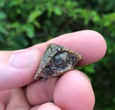 Razorback musk turtles or sternotherus carinatus as known in the scientific community are fun pets for the budding enthusiast. Tiny Baby Razorback Musk Turtles Cameron Lamb Exotics Facebook