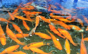 Die fische laichen in den unterschiedlichen jahreszeiten, die von der großwetterlage und der wassertemperatur bestimmt wird. Fischgut Primus Zierfische Koi Und Storfarm