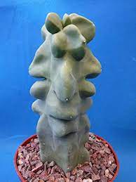 It can be quite tricky to spot an overwatered cactus because if you look outside. Totem Pole Cactus How To Care For Pachycereus Schottii F Monstrosus