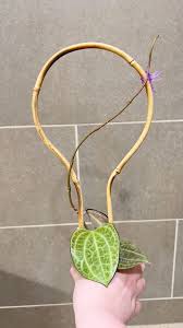 Image result for Polystachya hastata