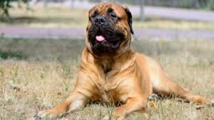 I'm thinking of getting a rottweiler boerboel cross, but i'm not sure if this would be a safe buy. Top 10 Most Dangerous Dog Breeds Pet Comments
