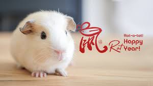 How can you tell if your guinea pig is happy? Rat A Tat Happy Year Of The Rat Says The Guinea Pig Cgtn