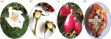 Image result for Rosa sp.