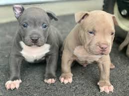 Blue nose pocket pitbull puppies for sale 2025