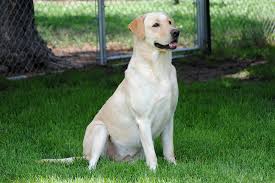 Please enjoy viewing my dogs and thank you for visiting my site. The Ladies Whispering Pines Labradors