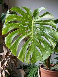 Monstera Thai Constellation Philodendron Care Easy To Grow Houseplants Plants
