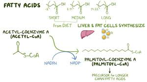 Image result for Fatty Acid