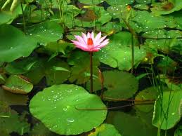 Bunga teratai, dalam bahasa inggris disebut water lily, merupakan tanaman air yang identik dengan cara hidup mengambang di permukaan air. Unduh Gambar 3 Dimensi Bunga Teratai Gambar Phone Tips