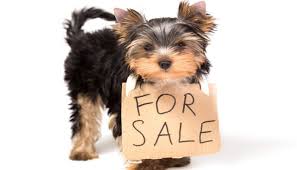 Below are 49 working coupons for discount pet flea meds from reliable websites that we have updated for users to get maximum savings. Philly Says No To Selling Puppies In Pet Stores And Flea Markets Top Dog Tips