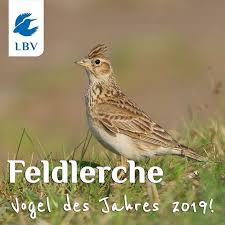 Als Jahresvogel 2019 Steht Die Feldlerche Stellvertretend Auch Fur Andere Feldvogel Wie Kiebitz Und Rebhuhn Denen Es Zum Teil Instagram Feed Instagram Animals