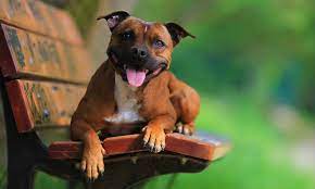 Staffordshire Bull Terrier Breed: Characteristics, Care & Photos | Bechewy