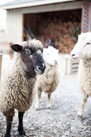 1 Essloffel Dieses Mittels Kann Ihren Dickdarm In Nur 2 Minuten Vollstandig Le New Ideas New Ideas Sheep And Lamb Pet Birds Goats