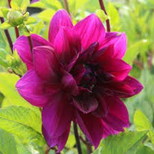 Maybe you would like to learn more about one of these? Dahlia Thomas A Edison
