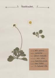 Cerca nel più grande indice di testi integrali mai esistito. 13 Herbarium Vorlage Ideen In 2021 Herbarium Vorlage Blumen Pressen Pflanzen